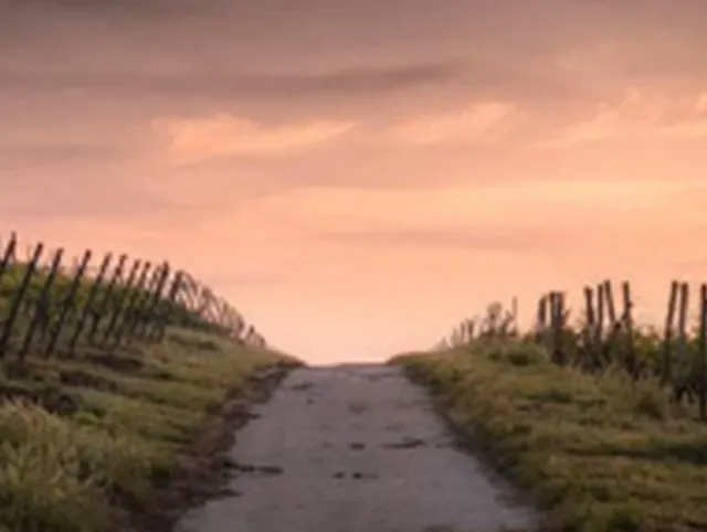 Weg durch Weinberge zum sanft leuchtenden Himmel.