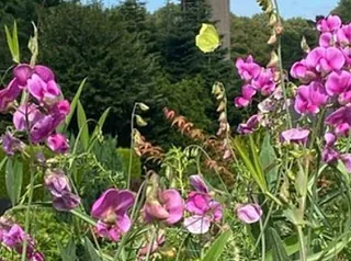 Rosa Wicken mit gelbem Schmetterling und Kirchturm im Hintergrund.